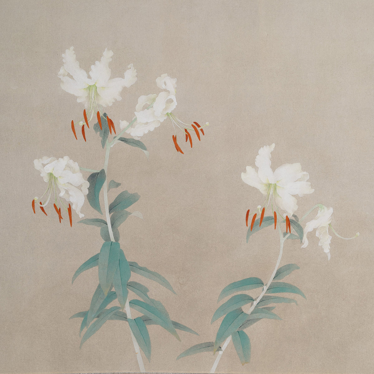 [K0180] Shigeaki Kuromitsu (Kyoto, 1946-) / White Kanoko Lily