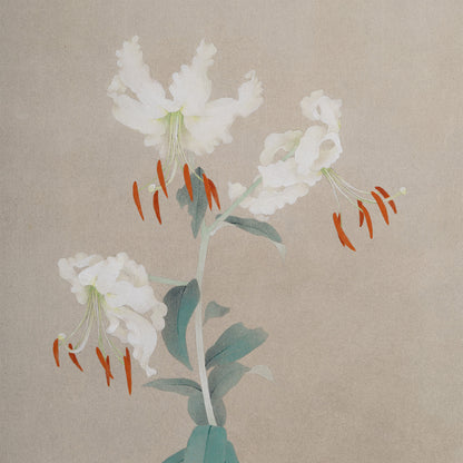[K0180] Shigeaki Kuromitsu (Kyoto, 1946-) / White Kanoko Lily