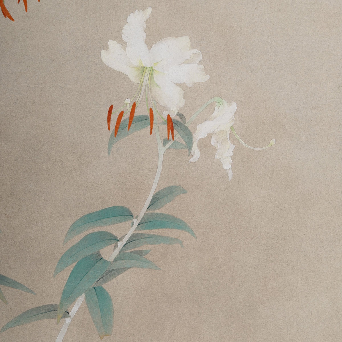 [K0180] Shigeaki Kuromitsu (Kyoto, 1946-) / White Kanoko Lily