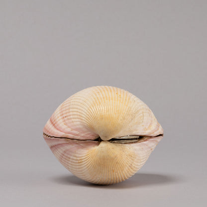 雲錦蒔繪貝殼香案